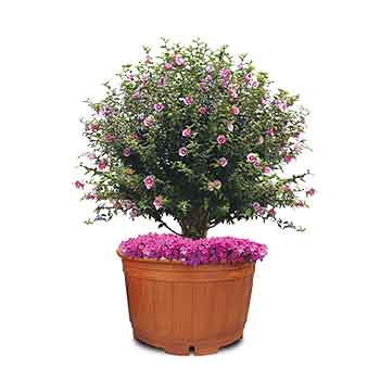 WG-U5형 정원화분